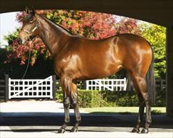 O'Brien secures Black Caviar's sister 